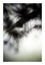 Pflanze / 4220, 2008